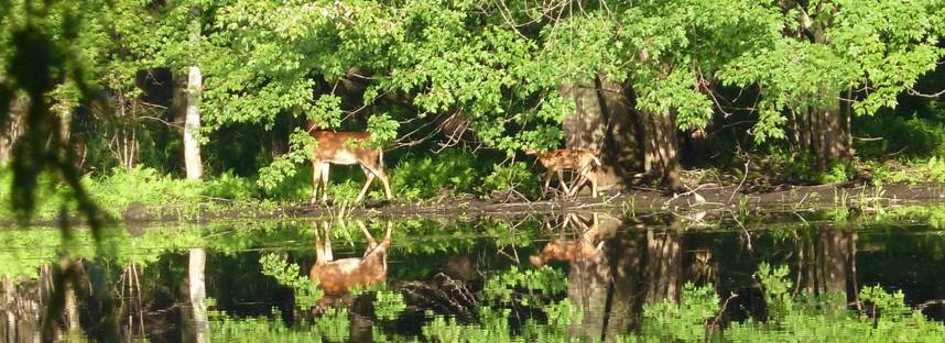 Deer on riverbank